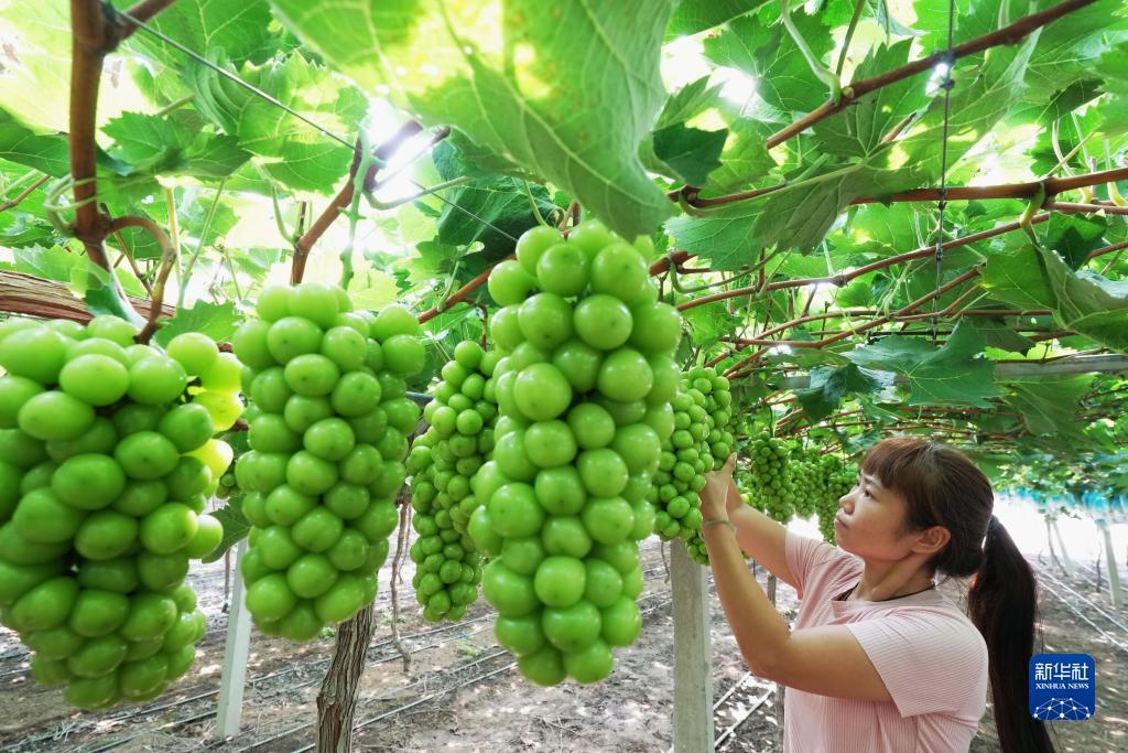 微信云顶夺宝吃肉秘诀